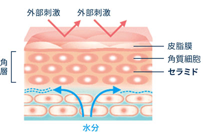 皮膚の構造