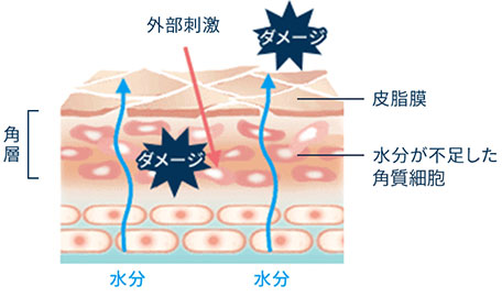 皮膚の構造