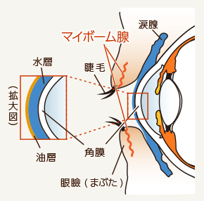 眼の構造